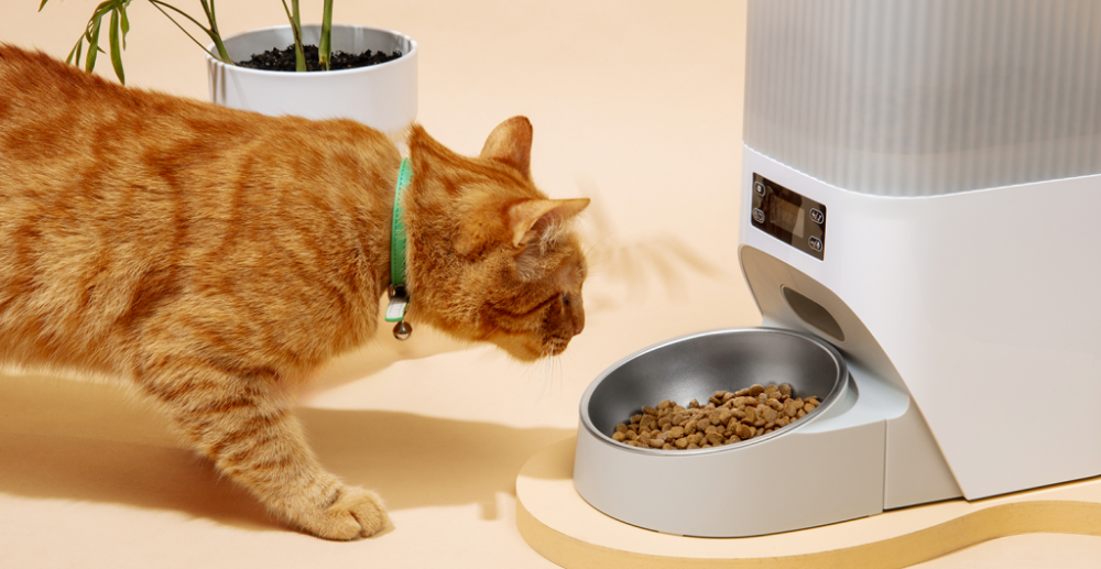 Какой корм выбрать для кошки в Санкт-Петербурге