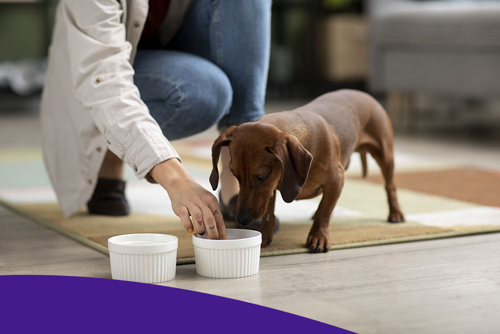 Корма для животных в Санкт-Петербурге