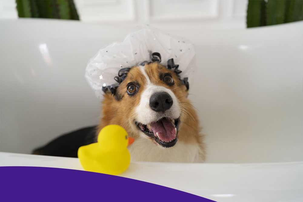 Средства ухода за животными в Санкт-Петербурге