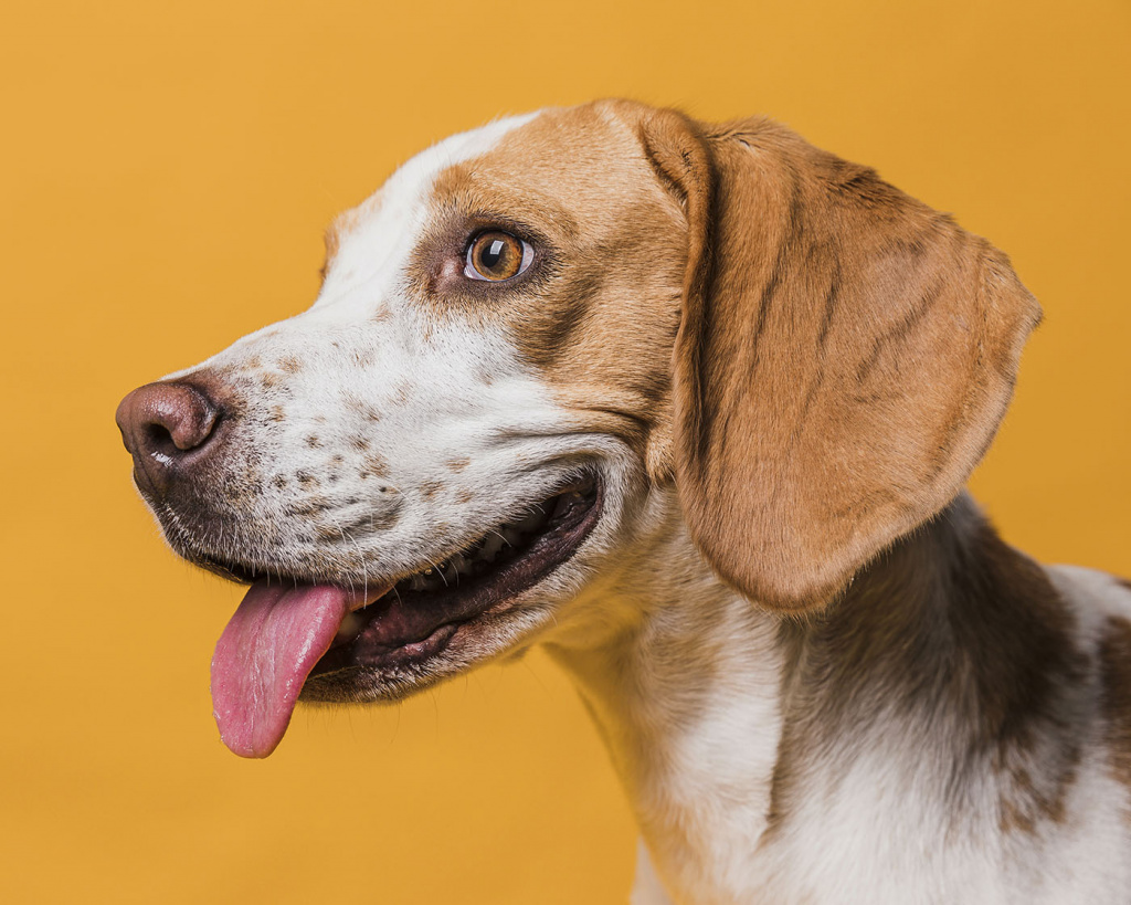 ZootovaryOnline - широкий ассортимент товаров для животных